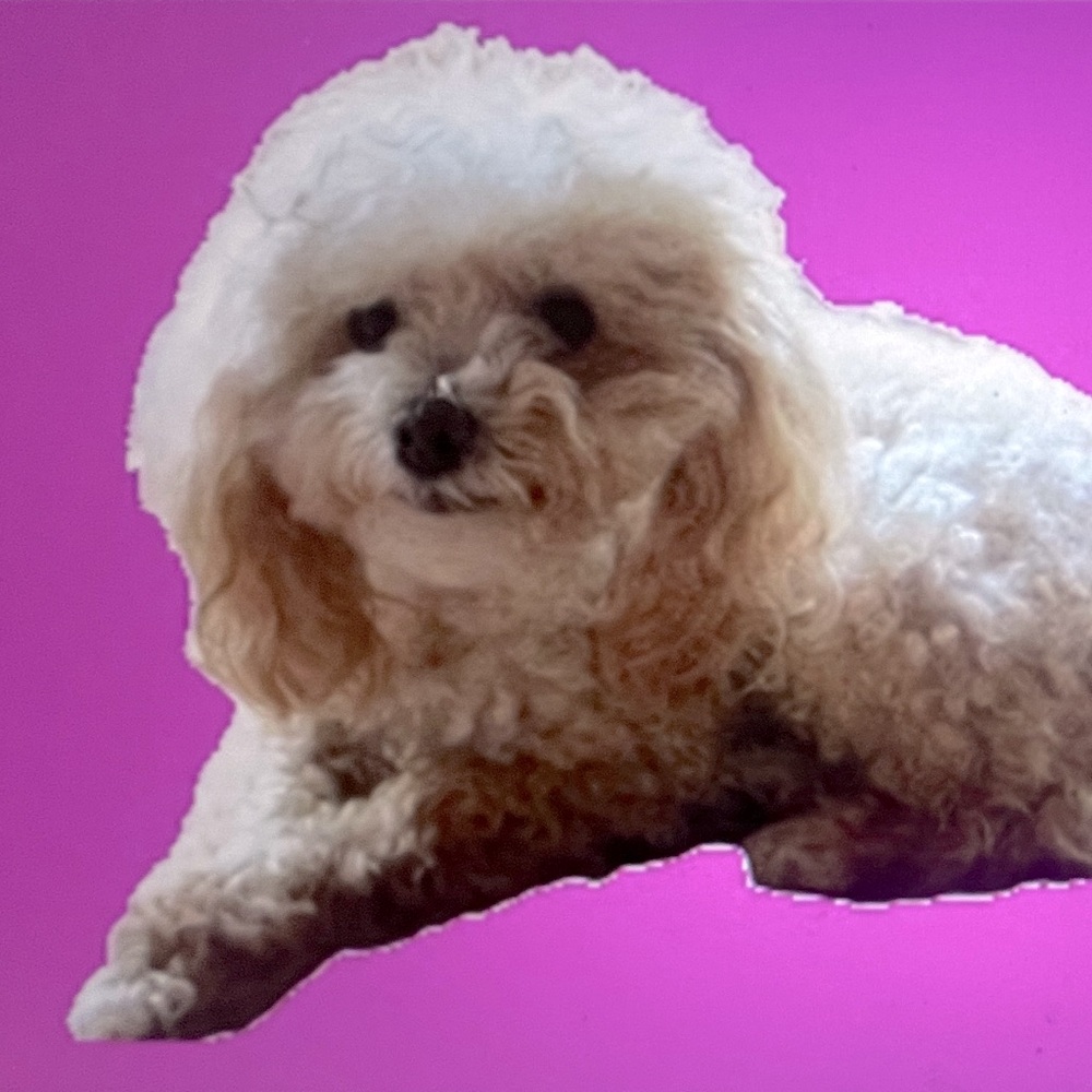 Meet your Posher, 🐩The_PoshPoodle🐩